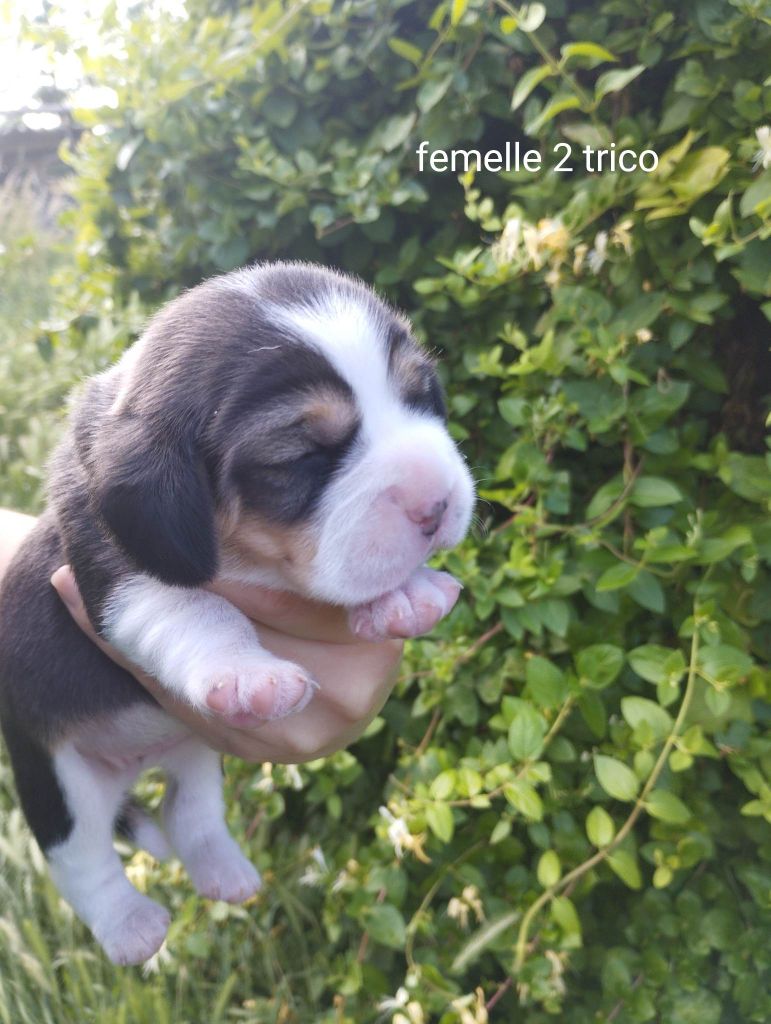 Of The Blue Sunshine - Chiot disponible  - Beagle