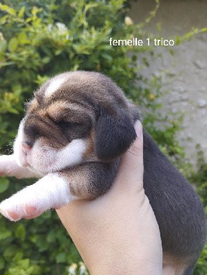 CHIOT 3