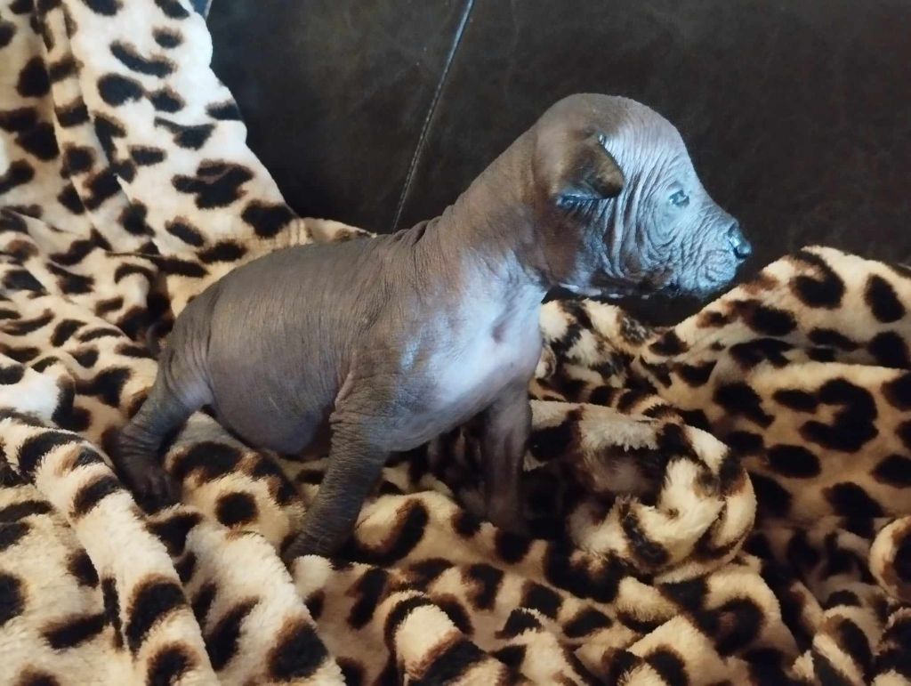 Of The Blue Sunshine - Chiot disponible  - Chien nu mexicain