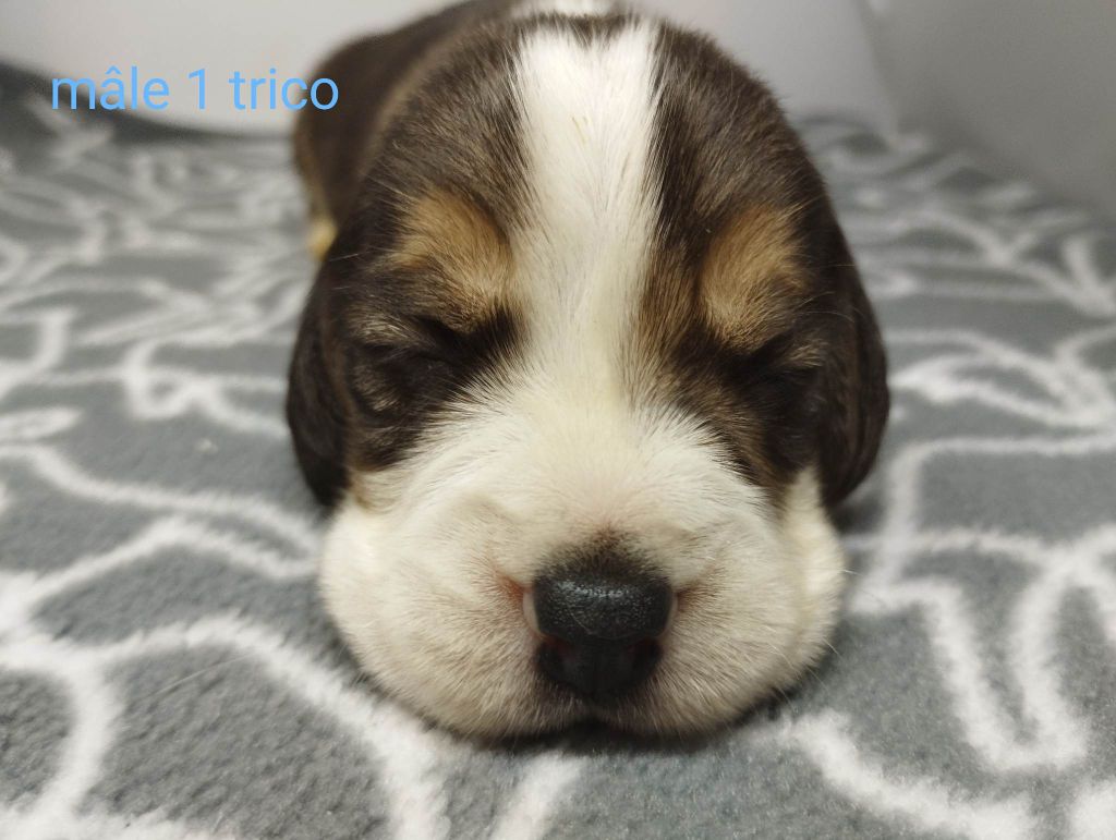 Of The Blue Sunshine - Chiots disponibles - Beagle