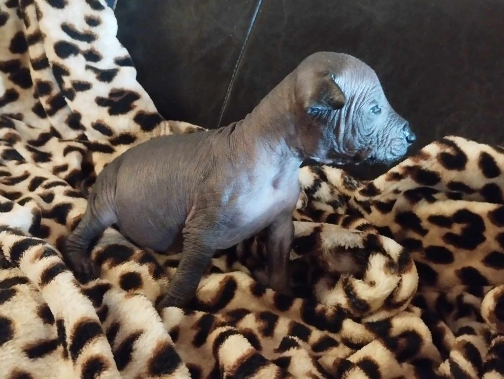 Of The Blue Sunshine - Chiots disponibles - Chien nu mexicain